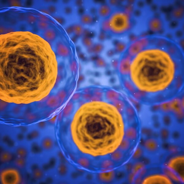 NK Cell Therapy Programme
